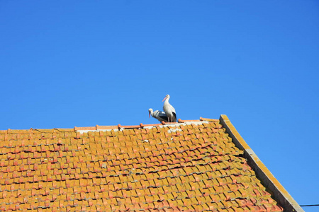 蓝天背景下平铺屋顶上的两个鹳