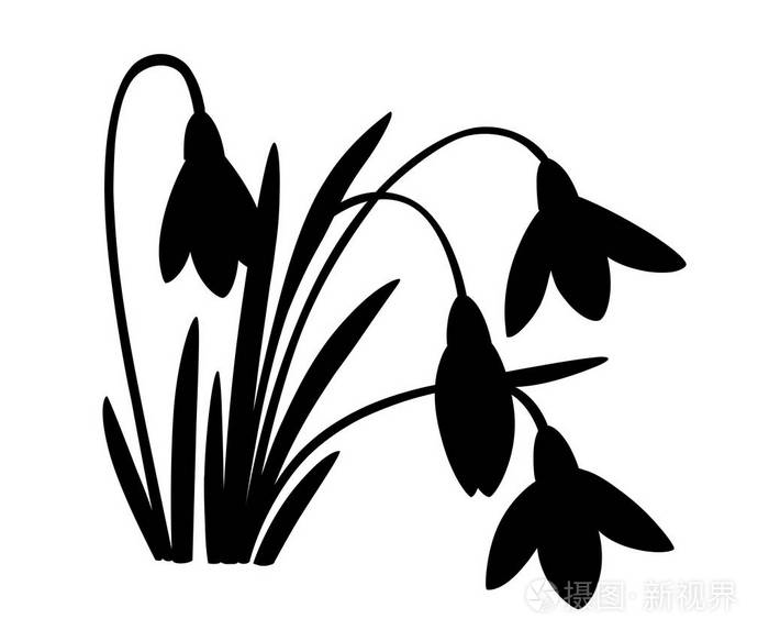 春天花的黑色剪影.第一雪花莲 galanthus.花装饰.
