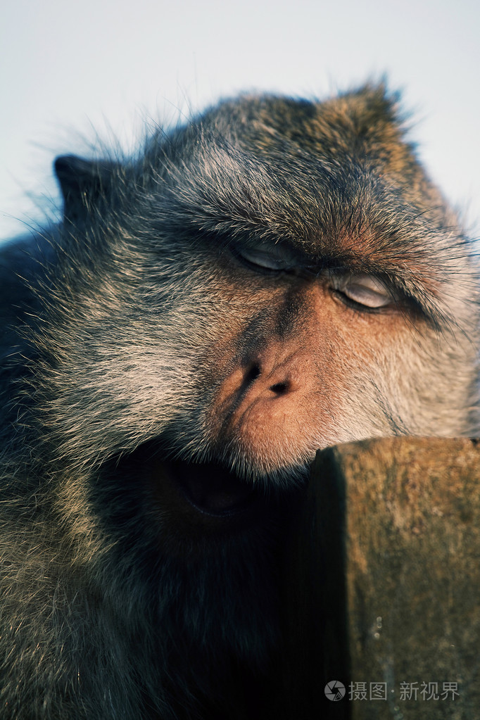 睡觉的小猴子在乌鲁瓦图