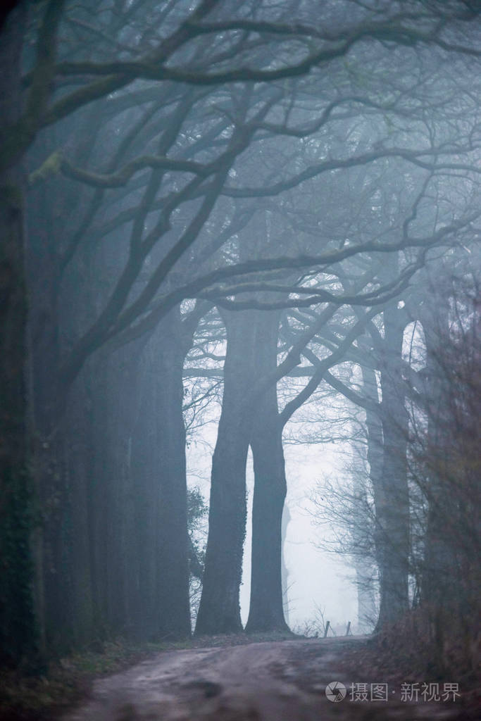 迷雾森林中的泥土路