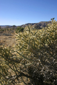 仙人掌柽柳。分枝铅笔 Cholla