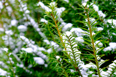 积雪覆盖的冷杉分支机构