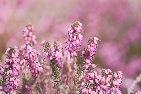 特写粉红色的埃里卡 Calluna 寻常。美丽的石楠花, 选择性聚焦