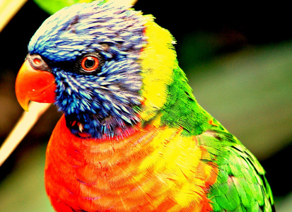 闪闪发光的鹦鹉照片