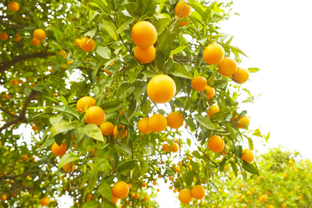 多种有机成熟完美橙果吊合
