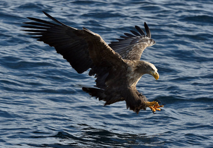 白尾鹰在飞行, 捕鱼。白尾鹰 吼海 albicilla, 也被称为厄, 灰鹰, 欧亚海鹰和白尾海鹰