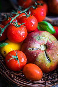 质朴的木制背景的五彩的番茄