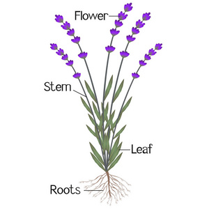 显示薰衣草植物部分的插图