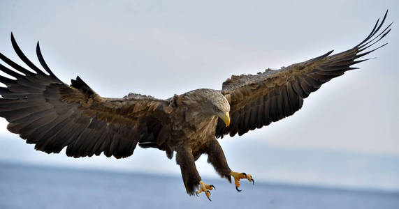 科学名称: 吼海 albicilla, 又名厄,灰鹰,欧亚海鹰,白尾海鹰照片