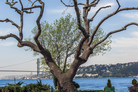 伊斯坦布尔, 土耳其, 2006年4月17日 树与博斯普鲁斯海峡桥梁