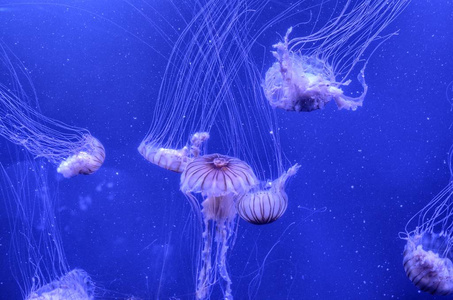 在水族馆的浮动水母