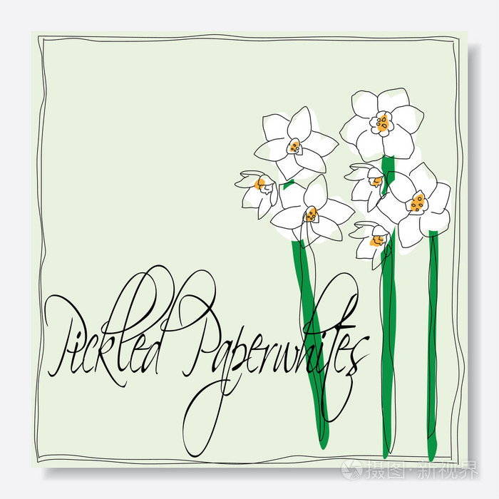 腌渍的 paperwhites 花