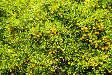 多种有机成熟完美橙果吊合照片