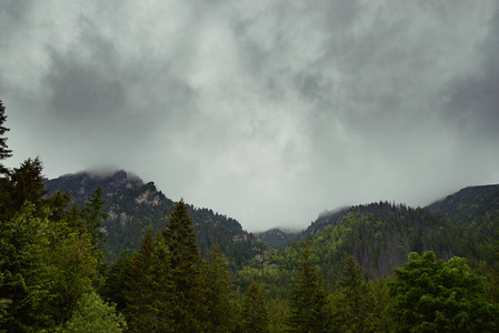 美丽的松树在背景高山上