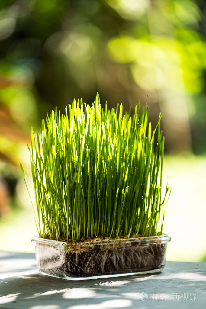 小麦草