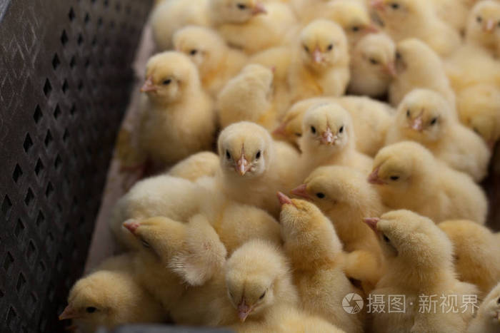 很多的小鸡在农业农场的框中
