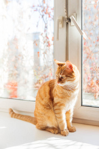 可爱的姜猫坐在窗台上。舒适的家庭背景与国内蓬松的宠物