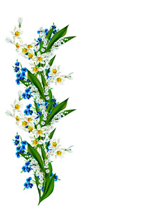 春天的花朵孤立的白色背景上的雪莲花