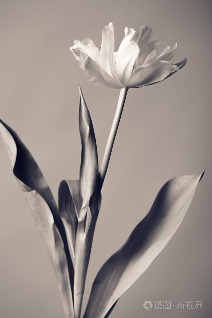创意黑白照片一朵花