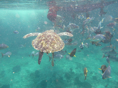 绿海龟 绿海龟 在普吉岛，泰国