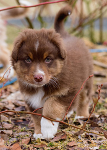 牧羊犬幼犬的圣诞节画像冬季的澳大利亚牧羊犬小狗的肖像狗繁殖