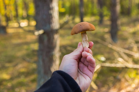 男人手与食用森林蘑菇