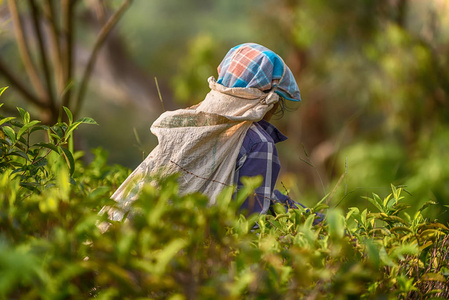 斯里兰卡 茶器带了一袋在种植园