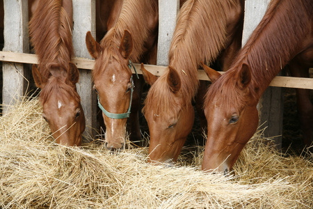 年轻的纯种小马驹共享干草对马的农场里