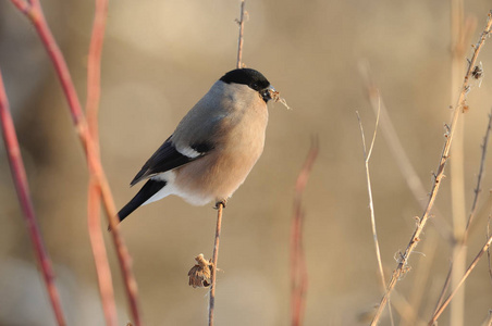 欧亚 bullfinch 的女性在清晨的冬日阳光下吃早饭