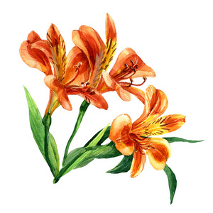 水彩 Alstroemeria 在白色背景被隔绝。植物学插画