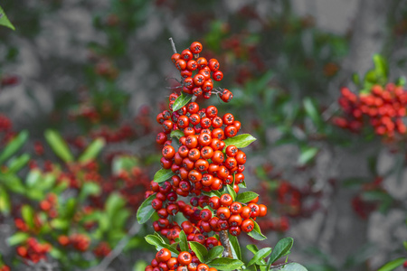 火棘的细节火刺 (火冷饭) 产生公园装饰品圣诞蜡烛和冬青浆果女人坚持