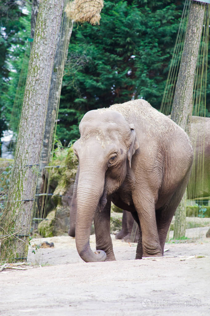 在动物园里的大象照片-正版商用图片0gc7ep-摄图新视界