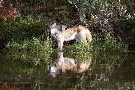 在水域边缘用反射造成的狼