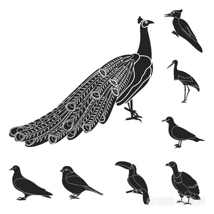 鸟的类型黑色的图标集合中的设计。首页和野生鸟矢量符号股票网站插图