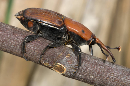 棕榈象 甲入侵为害。这只甲虫已经扩散到全球各地, 并在许多地方造成棕榈树的破坏。