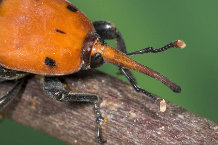棕榈象 甲入侵为害。这只甲虫已经扩散到全球各地, 并在许多地方造成棕榈树的破坏。