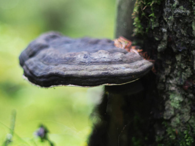 真菌蘑菇在树桩上的飞沫