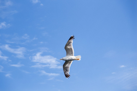 蓝蓝的天空海鸥