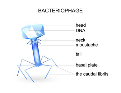 噬菌体的结构。病毒