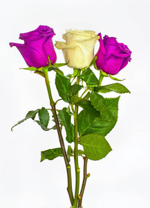 绿色和白色的玫瑰花图片