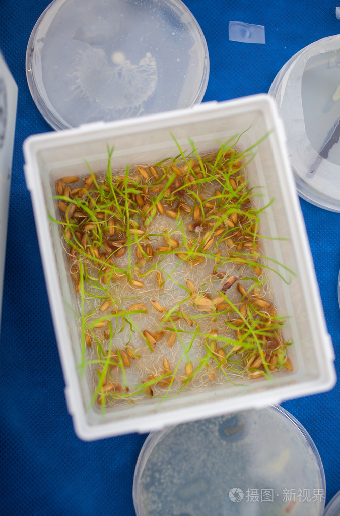 种子发芽的特写