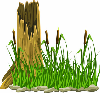 老木树桩卡通画, 草中的芦苇与白色背景的石头隔离照片