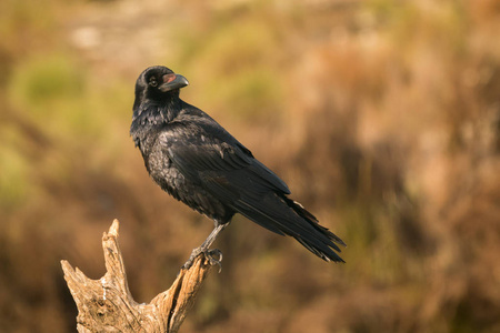 美丽的黑乌鸦