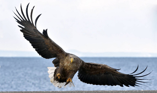 成年的白尾鹰在飞行。蓝天背景。科学名称 吼海 albicilla, 又名厄灰鹰欧亚海鹰白尾海鹰
