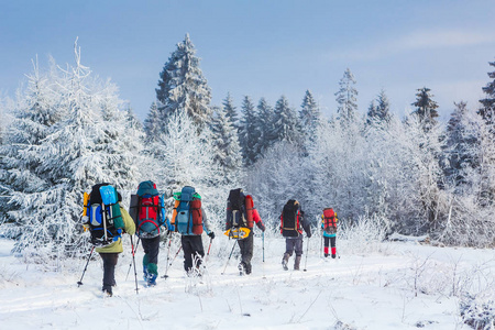 组的冬季森林雪路上跋涉