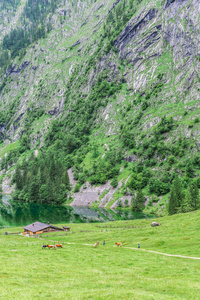 欧伯湖湖, nau 是 Konigssee, 巴伐利亚, 德国。在国家公园贝希特斯加登的大高山风景与母牛