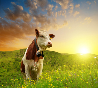 牛在草地上照片