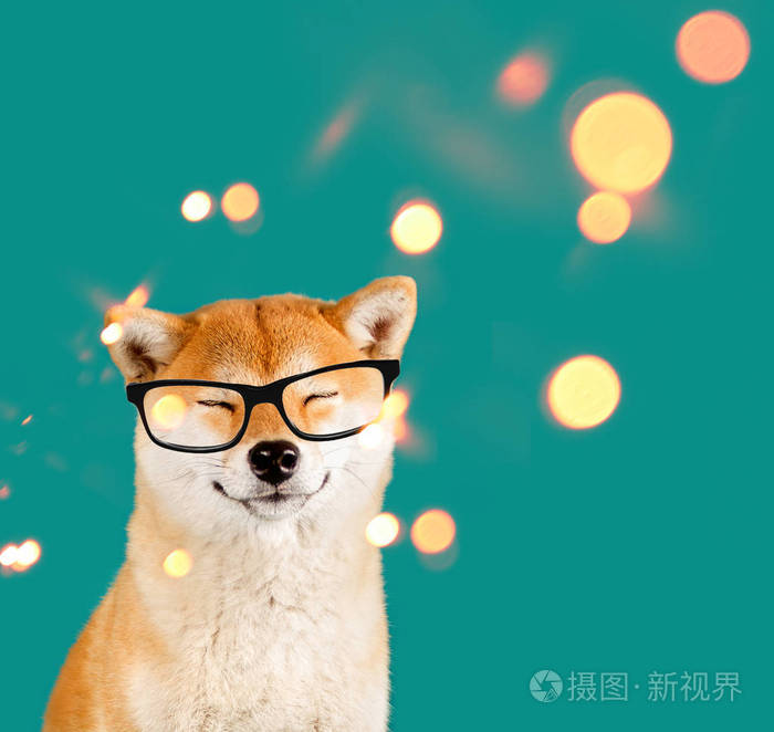 在快乐的秋田犬狗做梦与坐在绿色背景上的黑色眼镜闪烁