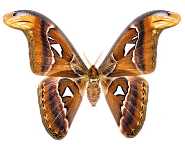 印度尼西亚蓖麻阿特拉斯巨型蛾照片