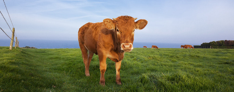 褐色的母牛的全景视图